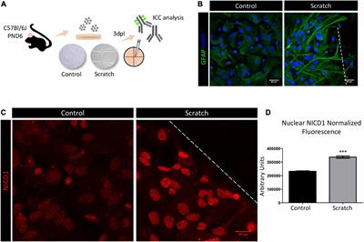 Notch1 and Galectin-3 Modulate Cortical Reactive Astrocyte Response After Brain Injury